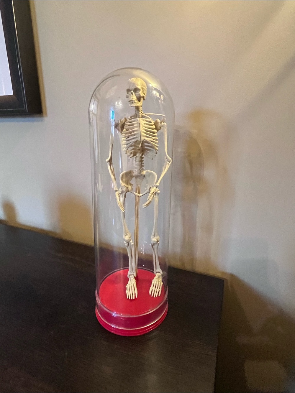 Vintage 1991 Human Skeleton Plastic Cloche Display Oddities Goth Decor Halloween